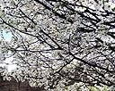 Bradford Pear Tree Blossoms 4.jpg